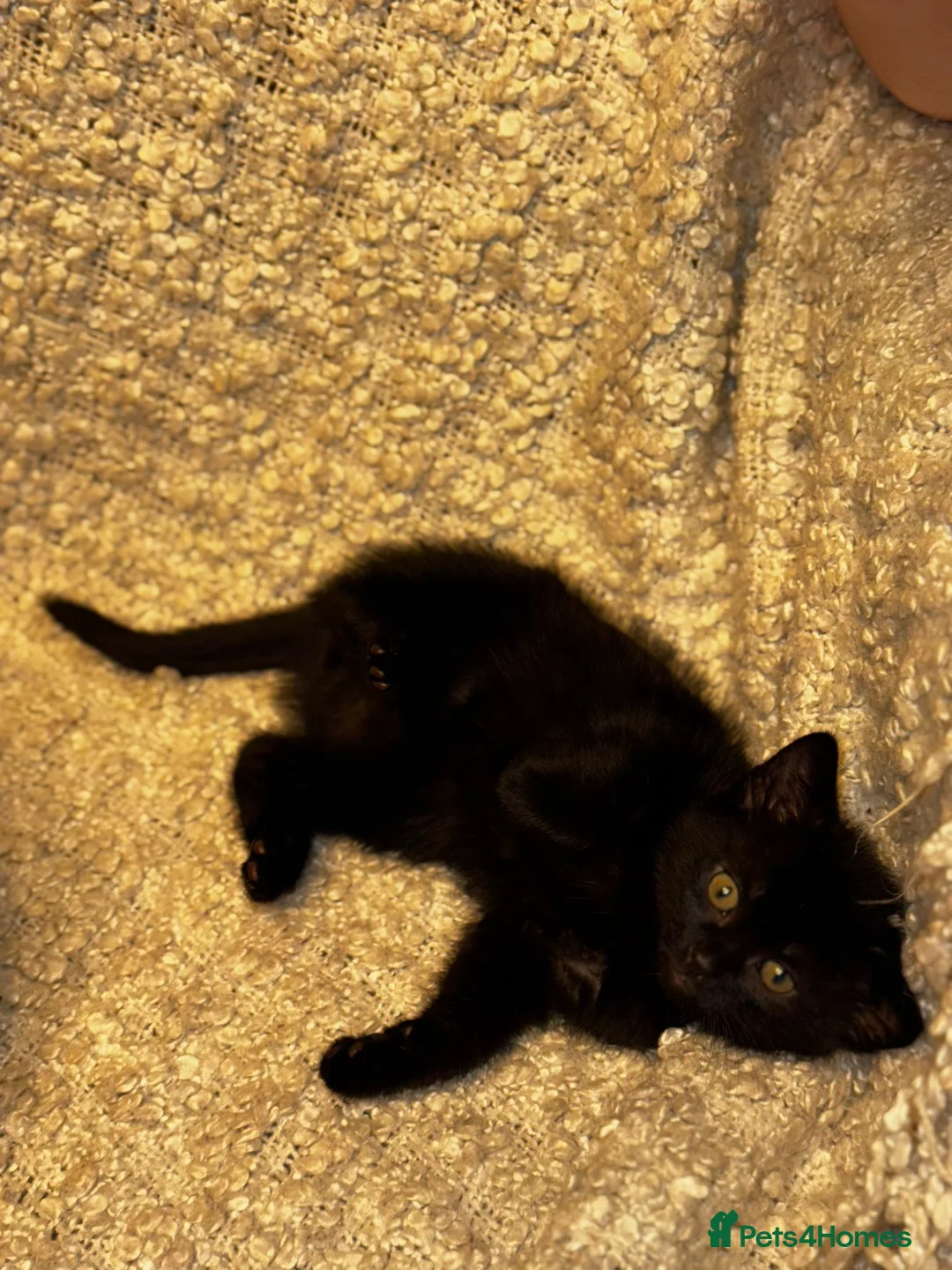 Scottish Fold cats for sale: ✨️5x Scottish Fold/Straight kittens READY TO GO ✨️ - Advert 9