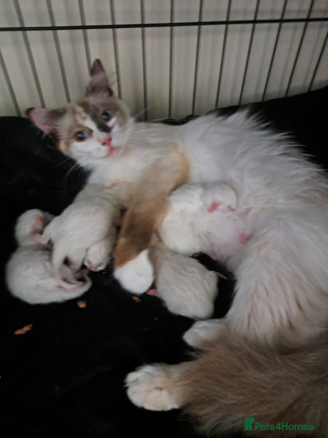 Ragdoll cats for sale: Beautiful Ragdoll x British long hair kittens  - Image 15