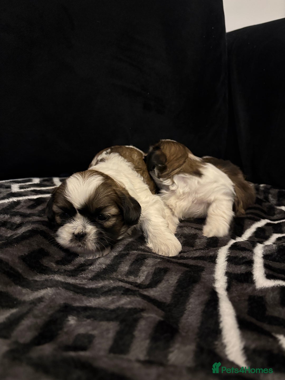 Shih Tzu dogs for sale: 2 female Shih Tzu puppies  - Advert 14