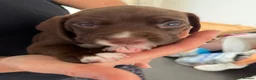 Mixed Breed dogs for sale: Working Spaniel cross  - Advert 10