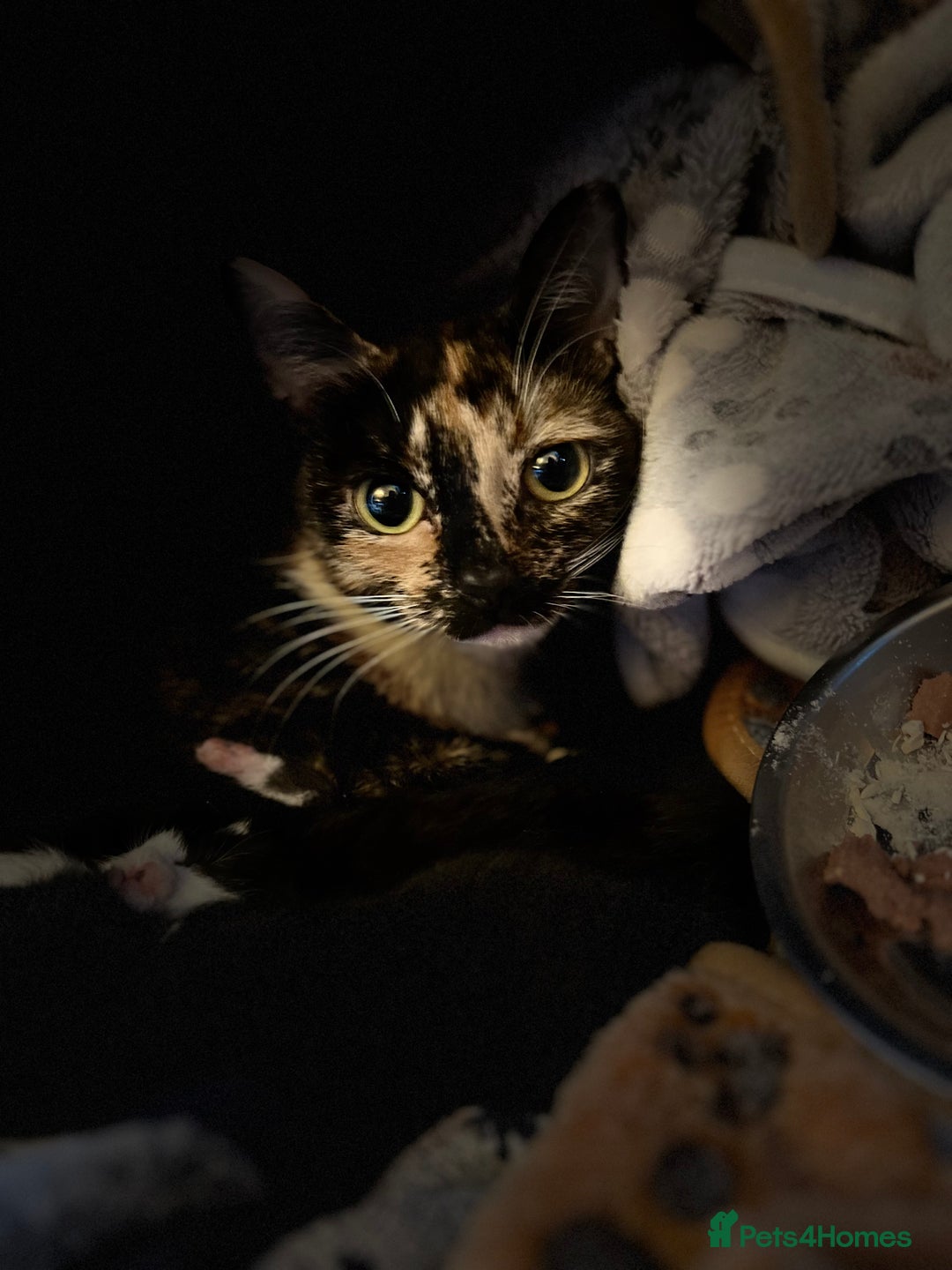 Mixed Breed cats for adoption: Rescue kittens looking for perfect homes - Advert 2