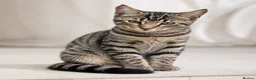 British Shorthair cats for sale: Stunning half Main Coon kitten ready for new home - Advert 19