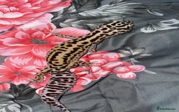 Gecko reptiles for sale: Breeding Adults Leopards and African Fat Tails  - Image 4