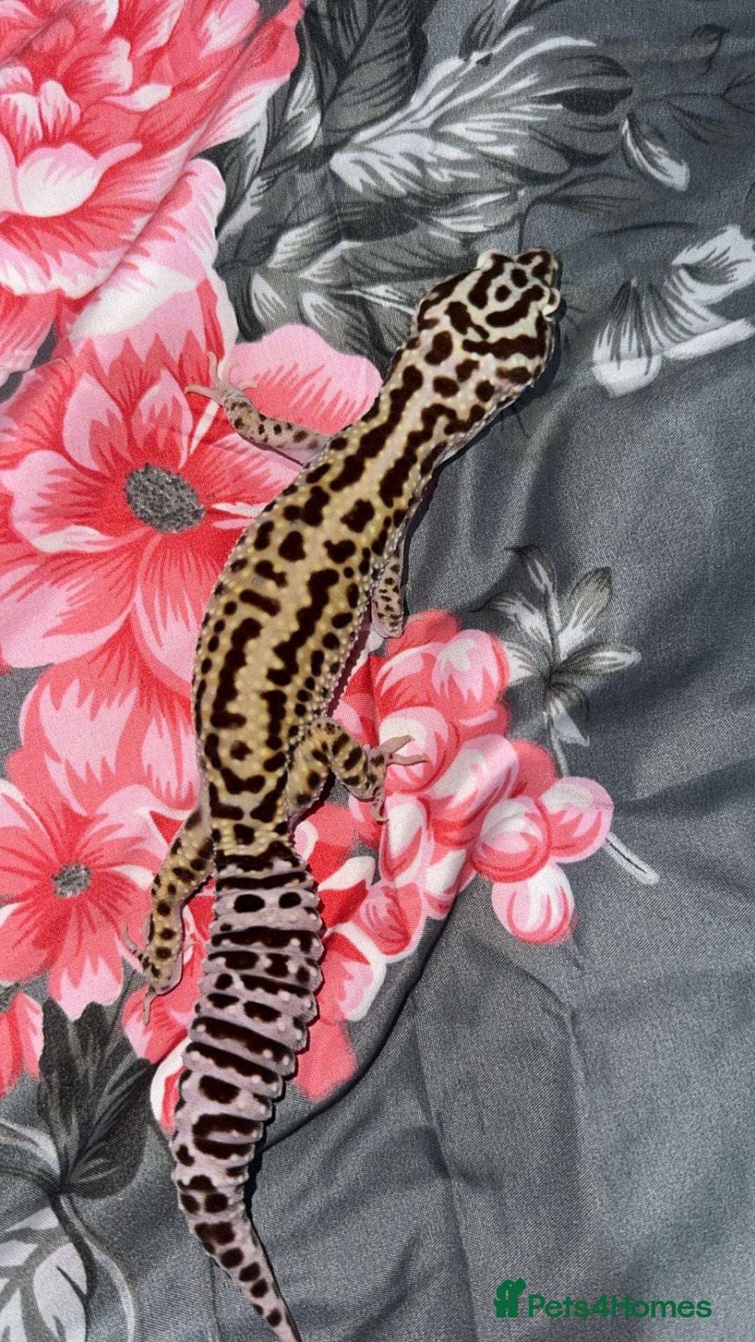 Gecko reptiles for sale: Breeding Adults Leopards and African Fat Tails  - Image 4