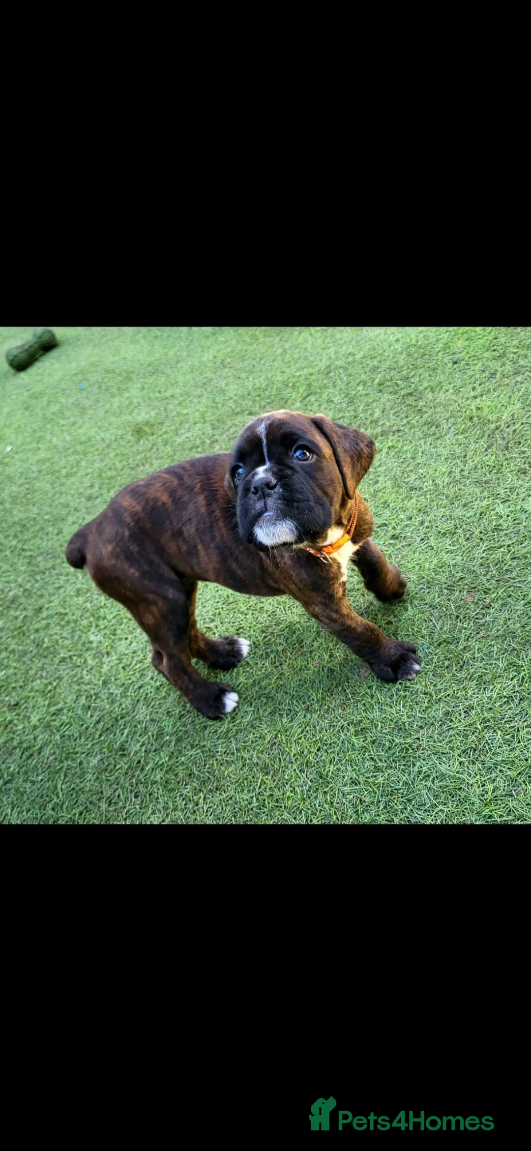 Boxer dogs for sale: Beutyful bobtail/ tailed Boxer puppy - Advert 30
