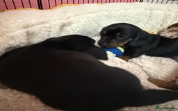 Dachshund dogs for sale: Dachshund miniature  - Image 9
