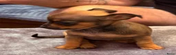 Chihuahua dogs for sale: Chihuahua - Advert 6