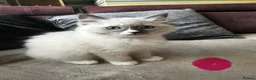Ragdoll cats for sale: Last 1 left ragdoll  - Advert 4