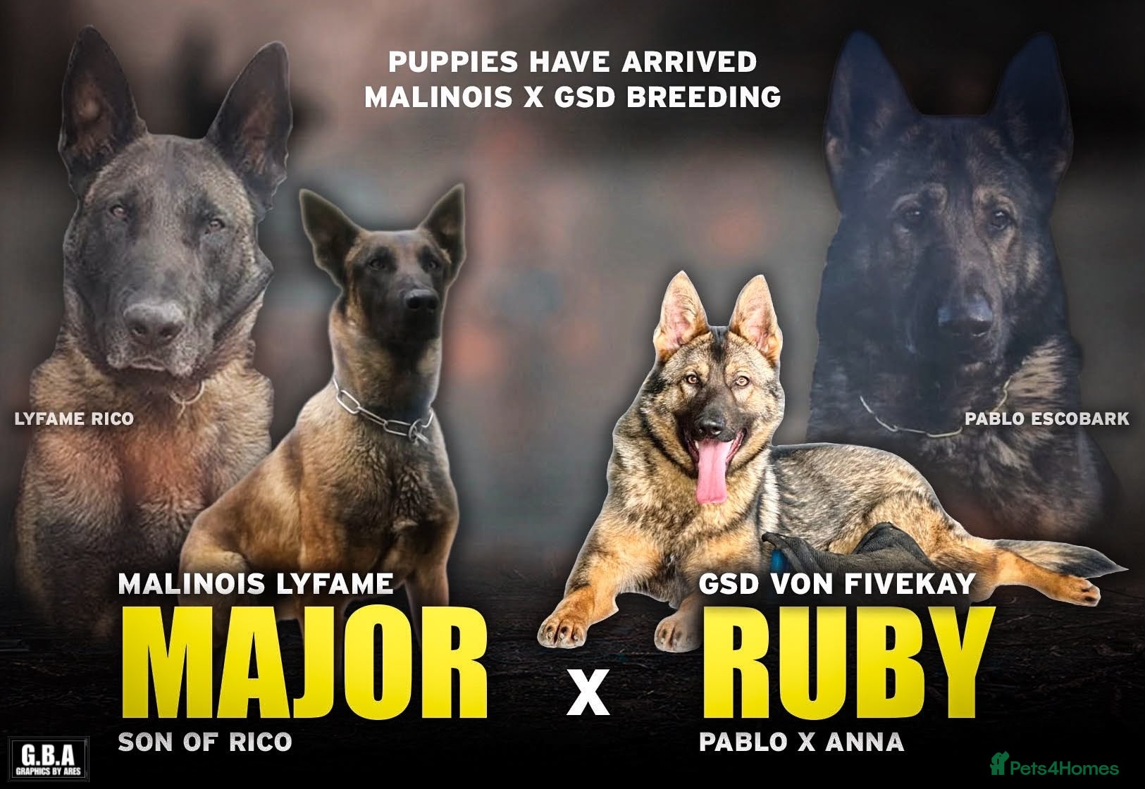 Mixed Breed dogs Once in a lifetime pups  - Advert 1