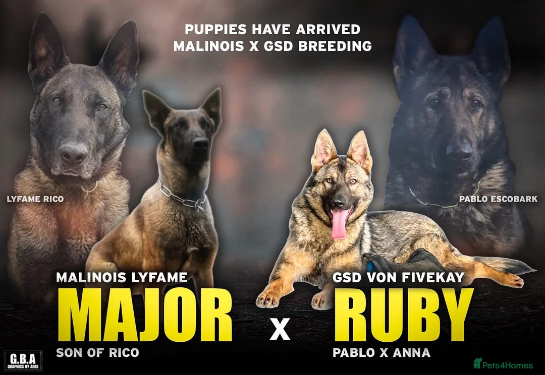 Mixed Breed dogs for sale: Once in a lifetime pups  - Advert 1