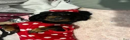 Dachshund dogs for sale: Adult Dachshund female  - Advert 9