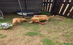 Cocker Spaniel dogs for sale: Red Cocker Spaniel puppies for sale - Image 4