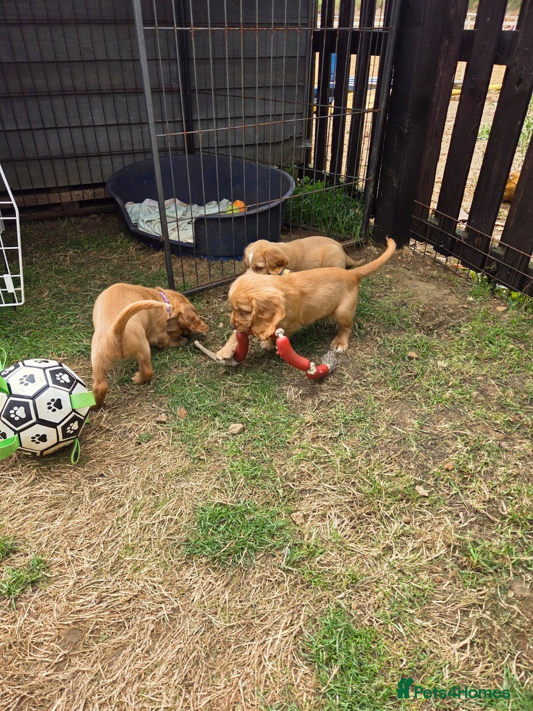Cocker Spaniel dogs for sale: Red Cocker Spaniel puppies for sale - Image 4