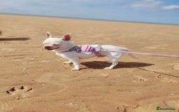 Chihuahua dogs for sale: Two stunning white chihuahuas - Image 6