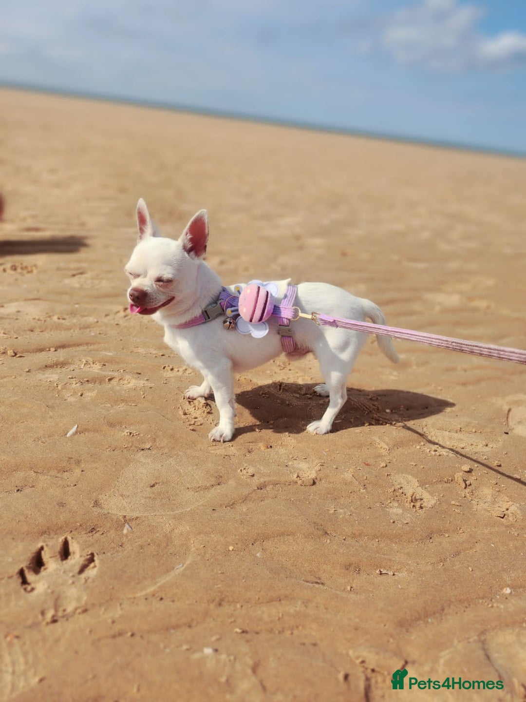 Chihuahua dogs for sale: Two stunning white chihuahuas - Image 6