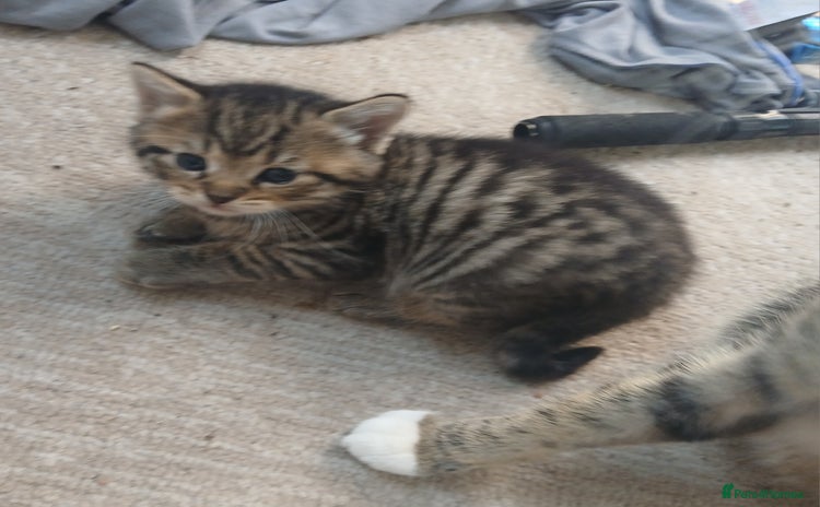 Mixed Breed cats - Advert 3
