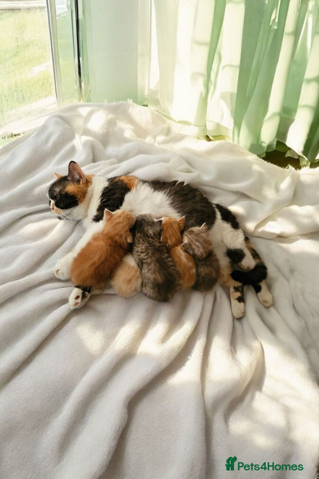 Scottish Fold cats for sale: Bundle of 11 Scottish fold Straight Ears Kittens - Image 38