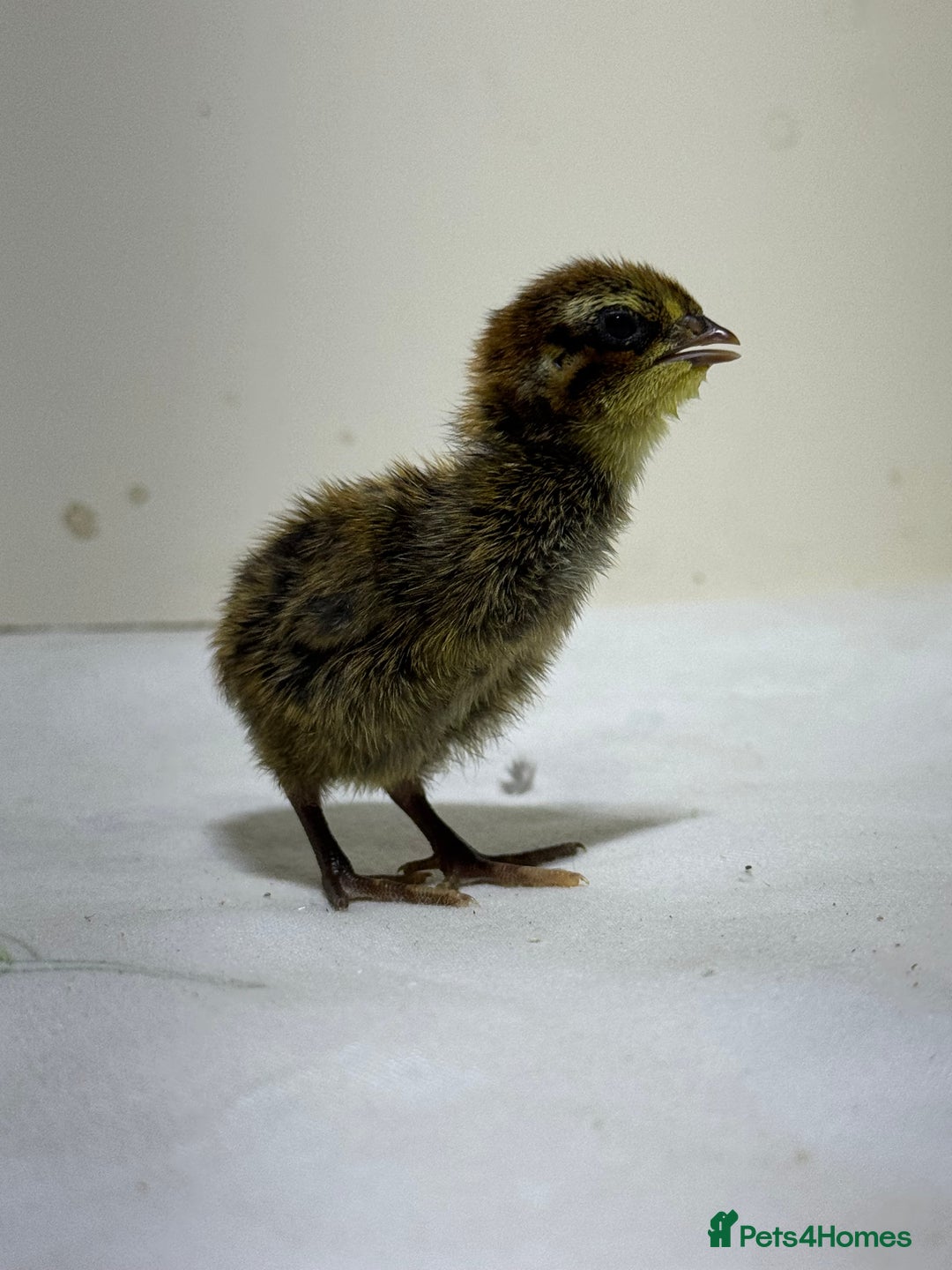 Quail poultry for sale: Quails females, males and chicks  - Advert 11