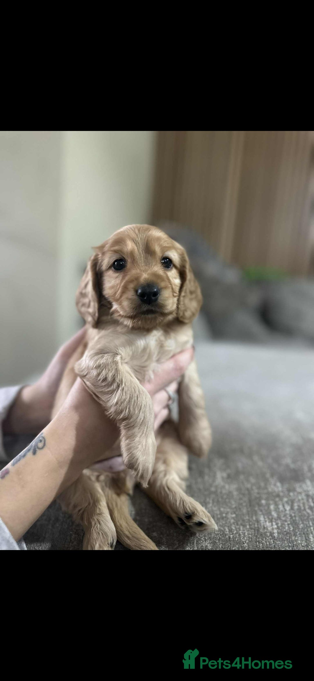 Cockapoo dogs for sale: Beautiful cockapoo puppies - Advert 6