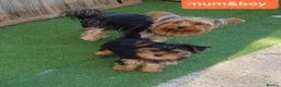 Yorkshire Terrier dogs for sale: Yorkshire terrier puppies 1  boy 12 weeks old  - Advert 13