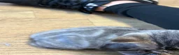 Mixed Breed cats for sale: 3 fluffy kittens and 3 silver tabbies  - Advert 7
