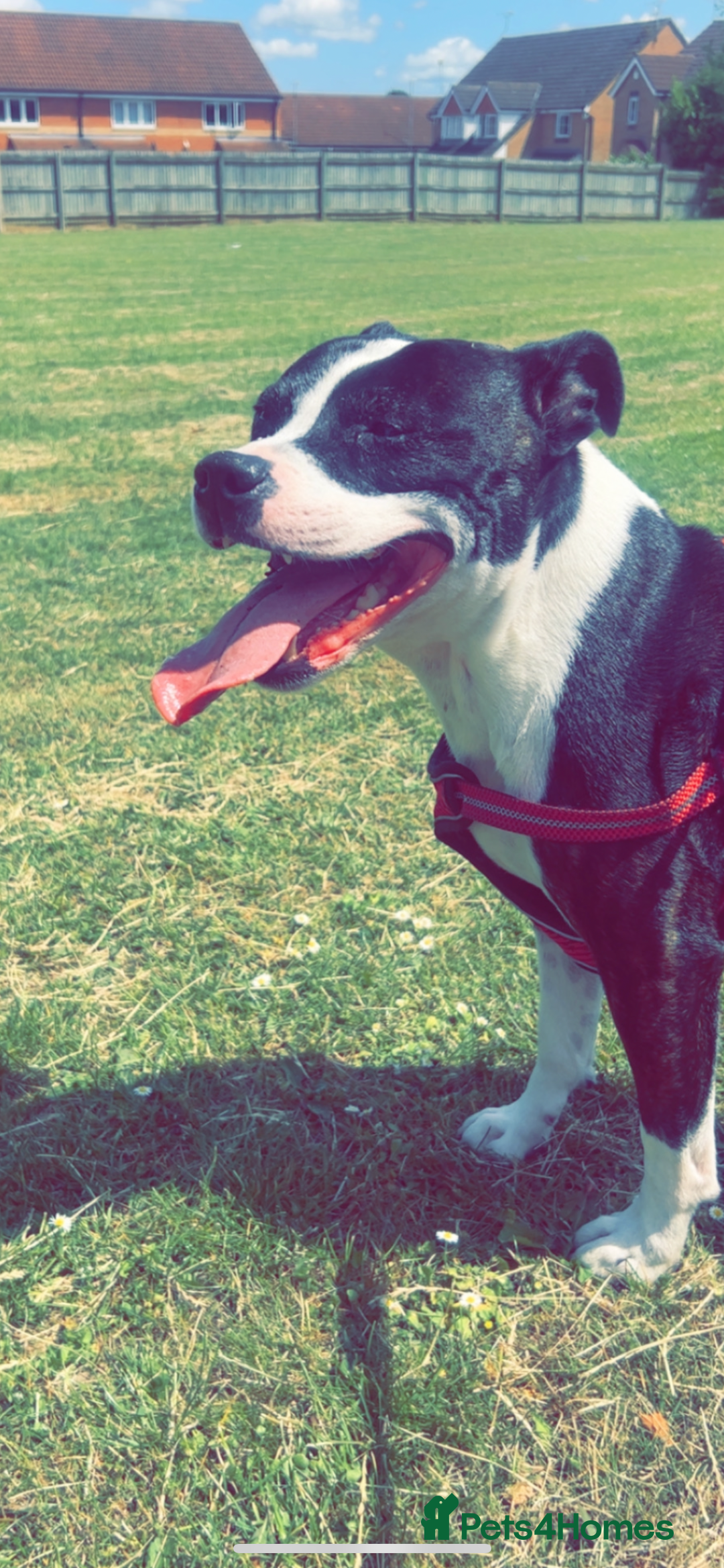 Staffordshire Bull Terrier dogs for sale: George - Image 3