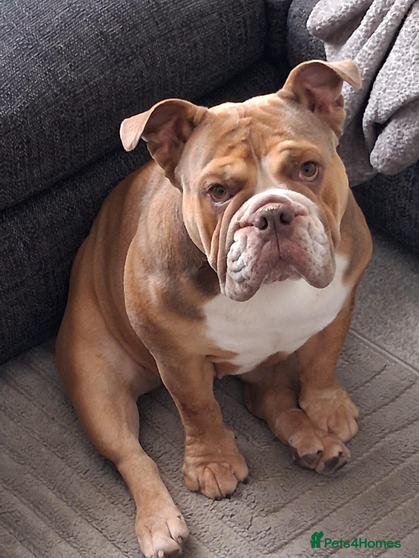 English Bulldog dogs English Bulldog 2 year old female spayed  - Advert 14