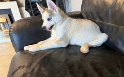 Siberian Husky dogs for sale: Siberian husky - Image 1
