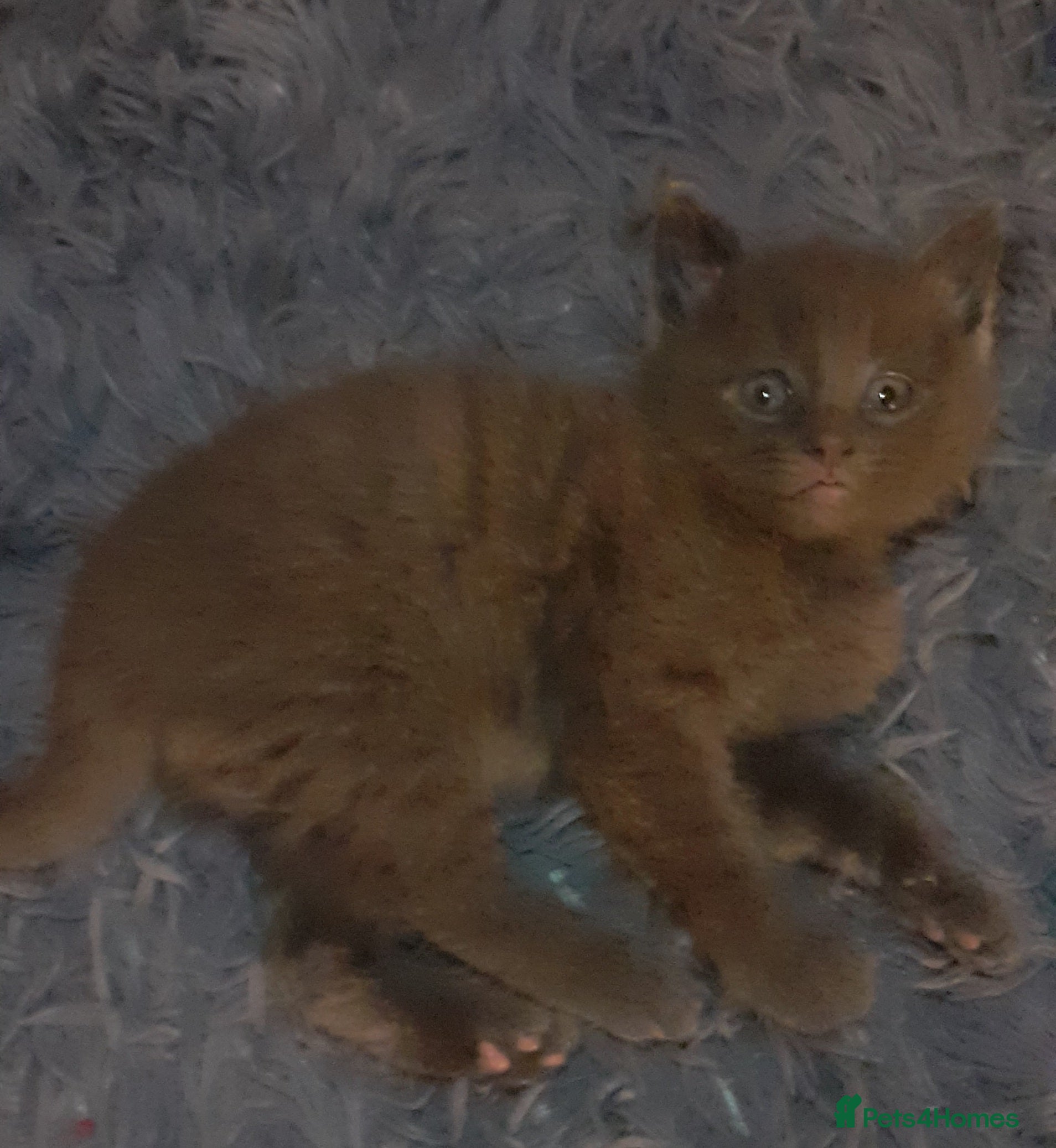 Russian Blue cats Kittens  in Huddersfield - Advert 2