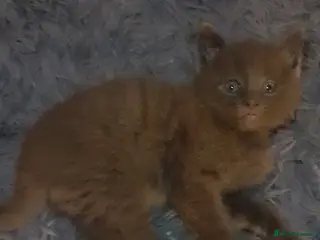 Russian Blue cats Kittens in Huddersfield - Advert 2