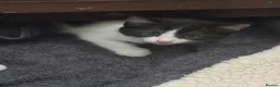 Domestic Shorthair cats for sale: Stunning kittens raised in a family home - Advert 7
