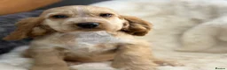 Cocker Spaniel dogs for sale: Stunning show cocker spaniel puppies   - Advert 12