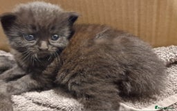 Mixed Breed cats for sale: Gorgeous Mixed Breed Main Coon Kittens  - Image 13