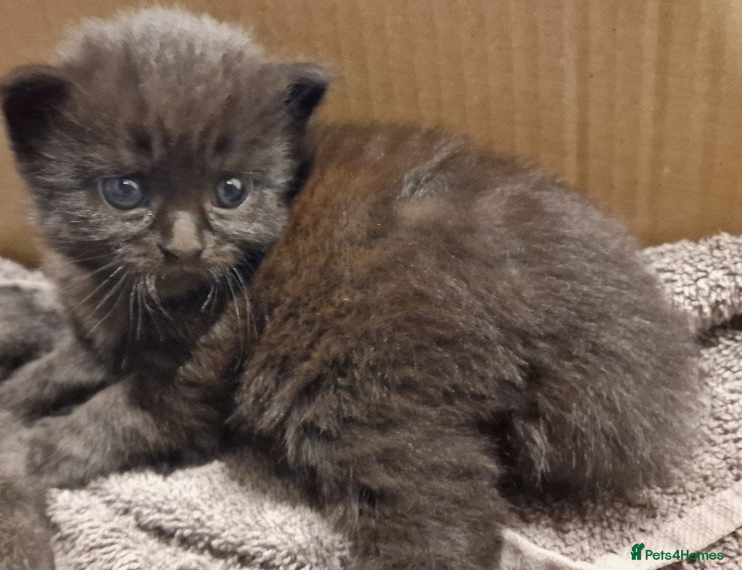 Mixed Breed cats for sale: Gorgeous Mixed Breed Main Coon Kittens  - Image 13