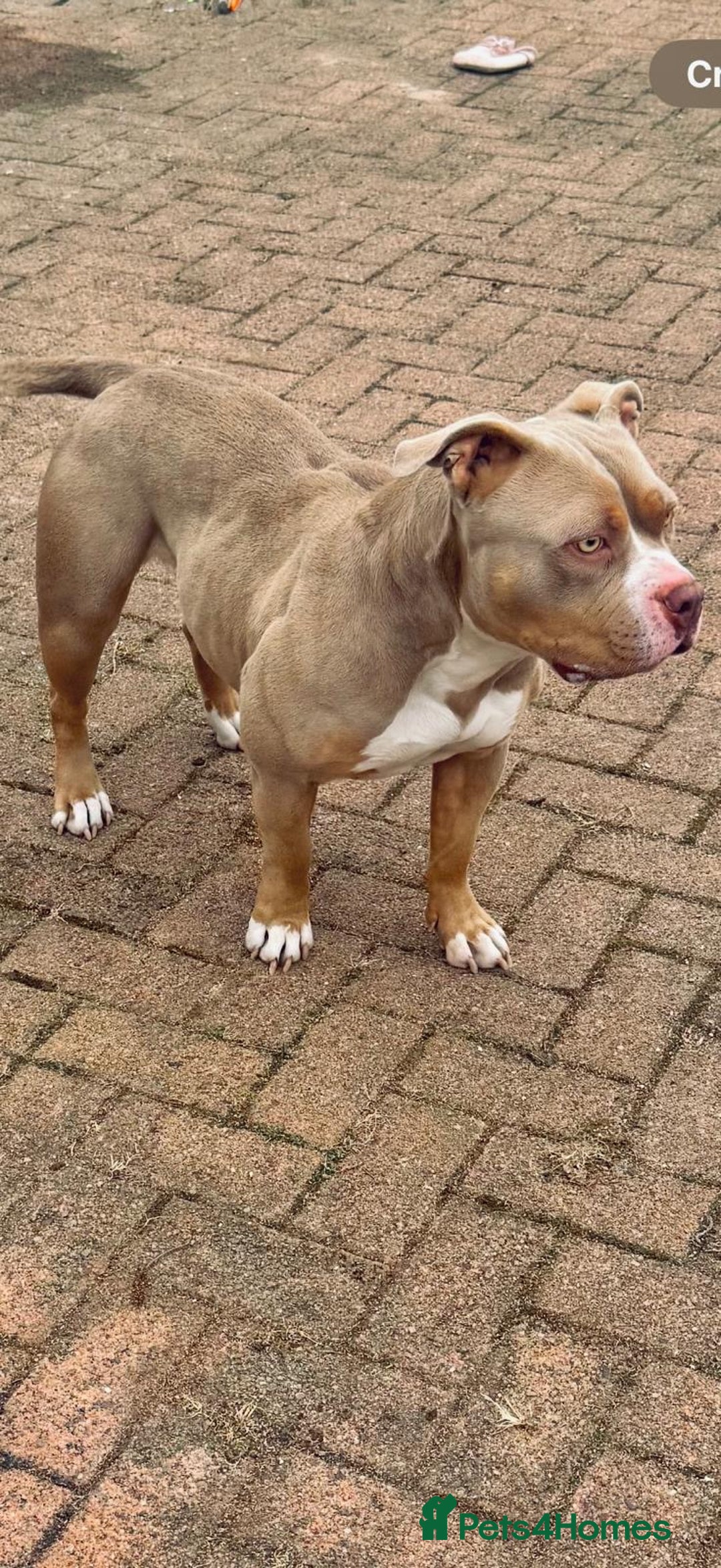 American Bully dogs for sale: Pocket bully pups - Advert 21