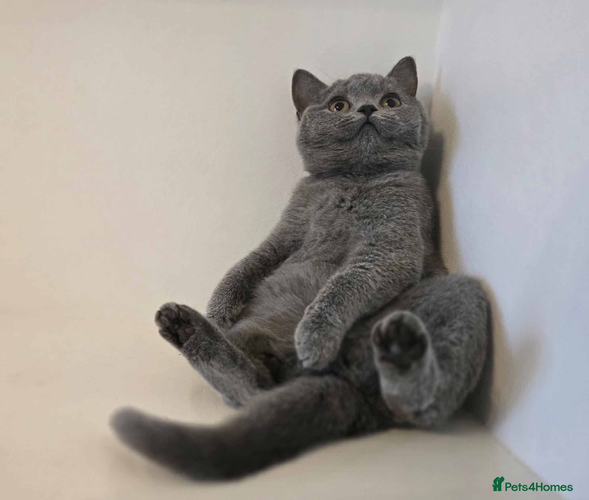 British Shorthair cats 1 LEFT REDUCED GCCF REGISTERED BSH TEDDY 🐻 🧸  - Advert 18