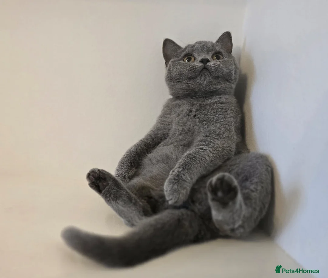 British Shorthair cats for sale: ‼️1 LEFT REDUCED‼️ GCCF REGISTERED BSH 🐻 🧸  - Advert 5