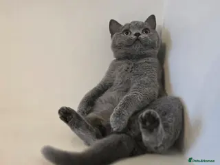 British Shorthair cats 1 LEFT REDUCED GCCF REGISTERED BSH TEDDY 🐻 🧸 - Advert 18