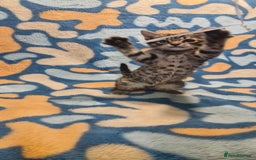 Bengal cats for sale: Bengal mix kittens for sale - Image 20