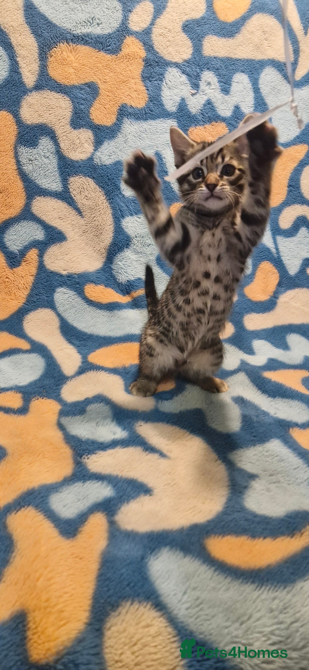 Bengal cats for sale: Bengal mix kittens for sale - Image 20