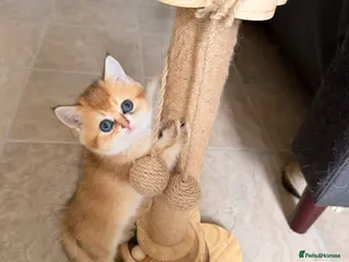 Scottish Fold cats Golden Chinchilla Scottish Fold / Straight Kitten - Advert 1