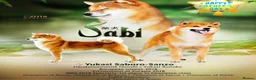 Japanese Shiba Inu dogs for sale: Clear DNA red Shiba Inu puppy champion parents - Advert 13