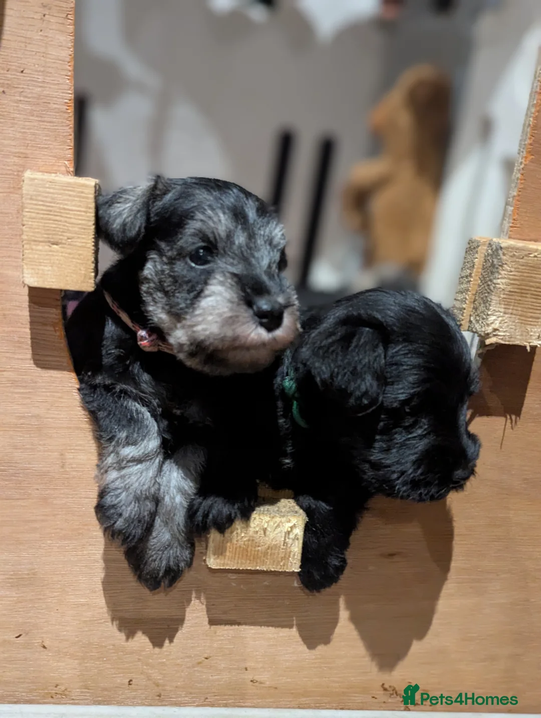 Miniature Schnauzer dogs for stud: Fully health tested, KC reg stud - Advert 15