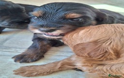 Cavapoo dogs for sale: Toy Cavapoo puppies - Image 9