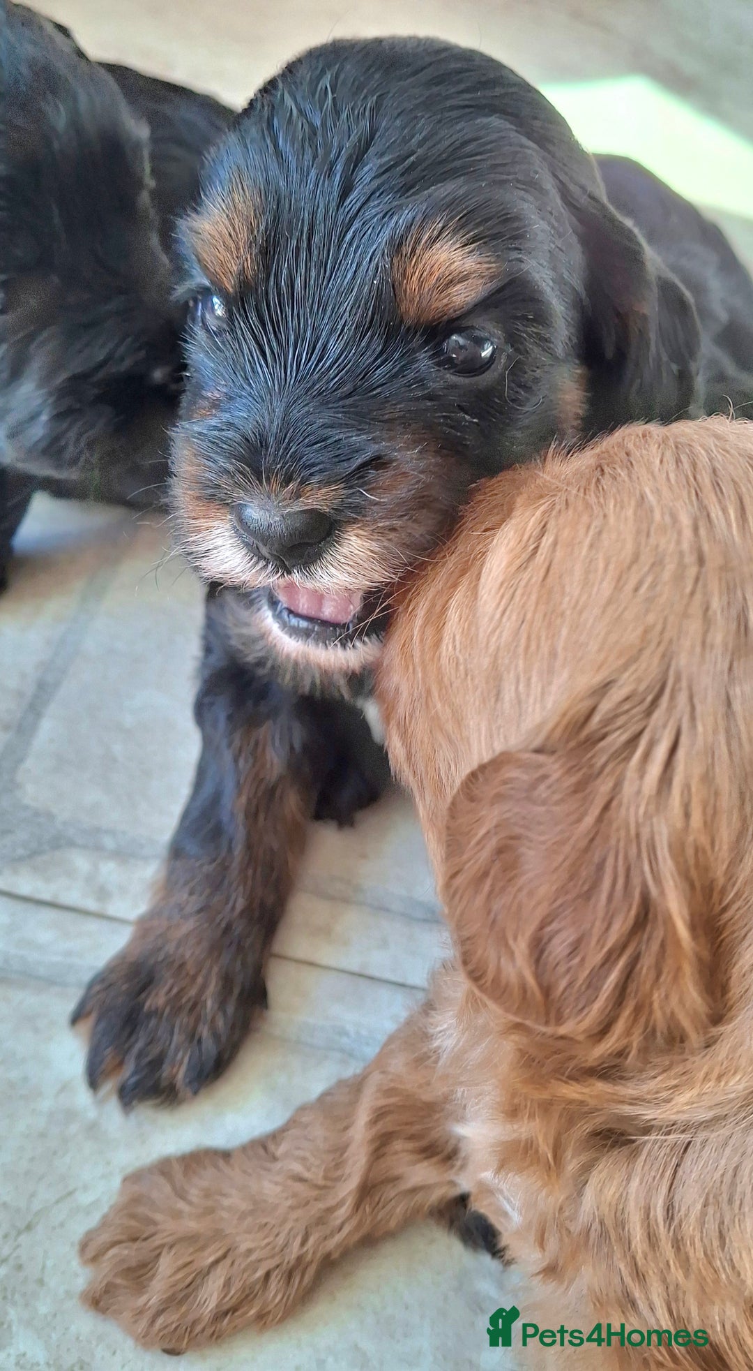 Cavapoo dogs for sale: Toy Cavapoo puppies - Image 9