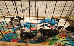 English Springer Spaniel dogs for sale: 🐶 Chunky Springer Spaniel Puppies 🏡 - Advert 11