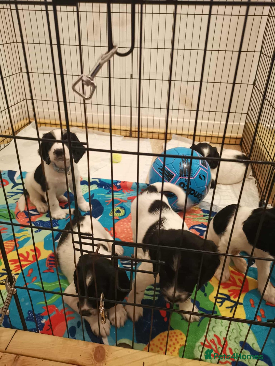 English Springer Spaniel dogs for sale: 🐶 Chunky Springer Spaniel Puppies 🏡 - Advert 11