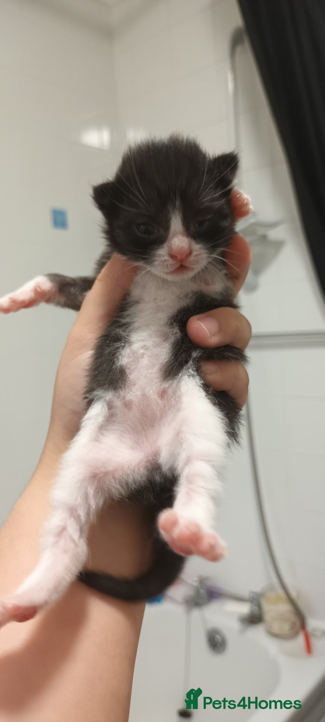 Mixed Breed cats for sale: 5 mixed breed kittens looking for new homes  - Image 7