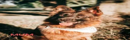 German Shepherd dogs for sale: KC German Shepherd puppies  - Advert 35