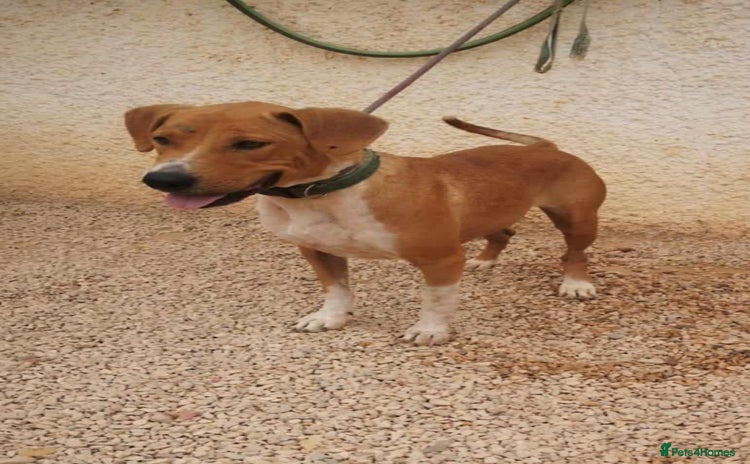 Mixed Breed dogs in Hengoed - Advert 16